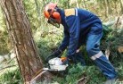 Central Macdonaldtree-cutting-services-21.jpg; ?>